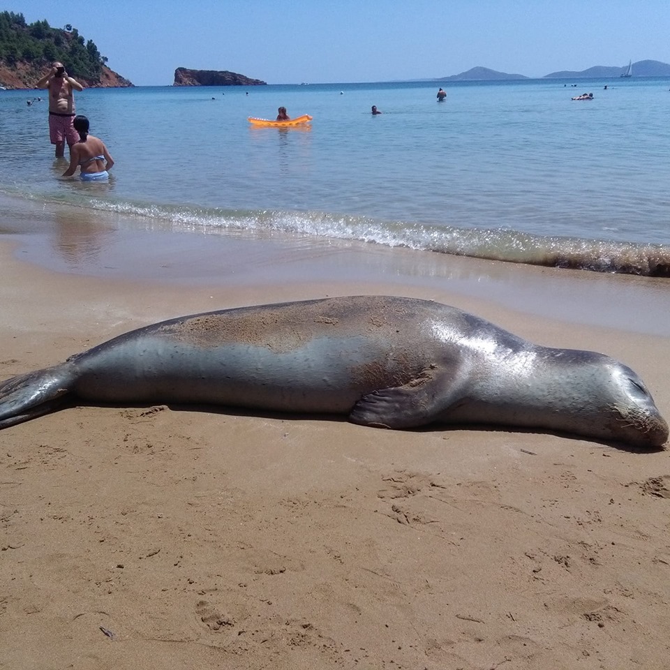 67663636_886395771727079_8326558418496126976_n